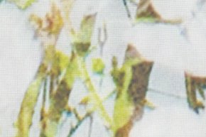 Прозрачная ткань для штор Florentina Viole